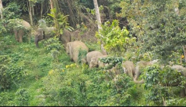 Sekelompok  Gajah Liar di Bandar Negeri Suoh Turun Gunung, Menteror Warga